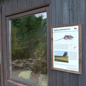 Herb field mouse exhibit -Zoo Plzeň (2025)