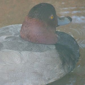 Redhead -Zoo Plzeň (2025)