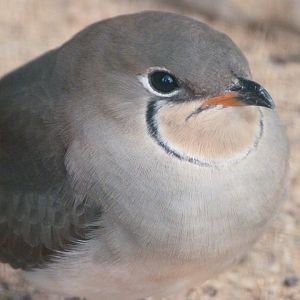 Collared pratincole -Zoo Plzeň (2025)