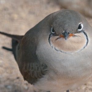 Collared pratincole -Zoo Plzeň (2025)