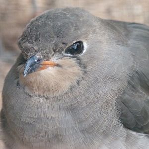 Collared pratincole -Zoo Plzeň (2025)
