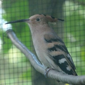 Eurasian hoopoe -Zoo Plzeň (2025)
