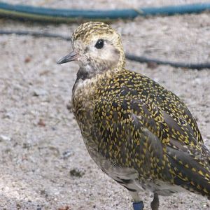 Eurasian golden plover -Zoo Plzeň (2025)