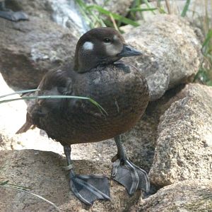 Harlequin duck -Zoo Plzeň (2025)