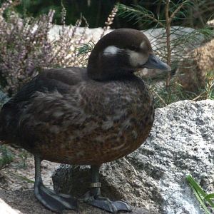 Harlequin duck -Zoo Plzeň (2025)