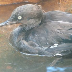 Hooded merganser -Zoo Plzeň (2025)