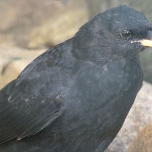 Yellow-billed chough -Zoo Plzeň (2025)