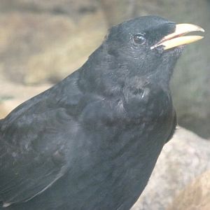 Yellow-billed chough -Zoo Plzeň (2025)