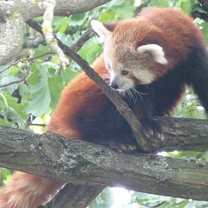 Himalayan red panda -Zoo Plzeň (2025)