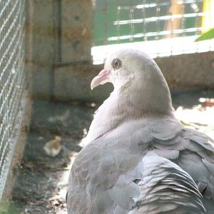 Pink pigeon -Zoo Plzeň (2025)