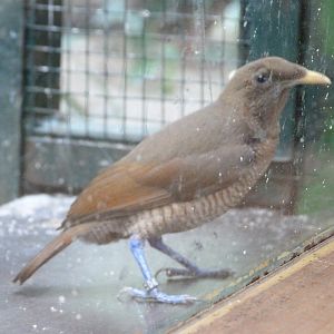 King bird-of-paradise -Zoo Plzeň (2025)