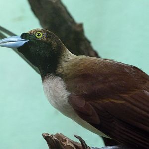 Lesser bird-of-paradise -Zoo Plzeň (2025)