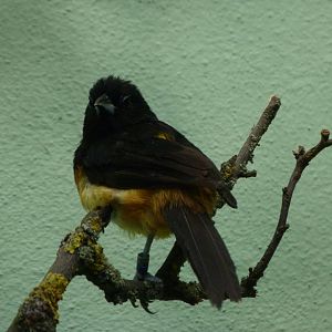 Montserrat oriole -Zoo Plzeň (2025)