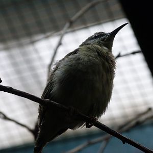 Red-legged honeycreeper -Zoo Plzeň (2025)