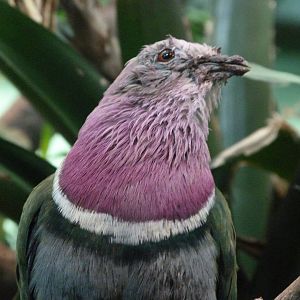Pink-headed fruit dove -Zoo Plzeň (2025)