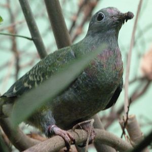 Pink-headed fruit dove -Zoo Plzeň (2025)