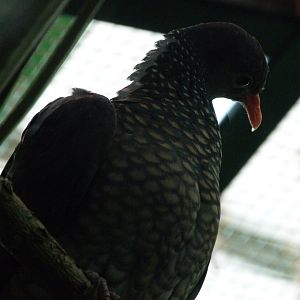 Scaled pigeon -Zoo Plzeň (2025)