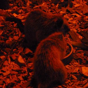 Northern Luzon giant cloud rats -Zoo Plzeň (2025)