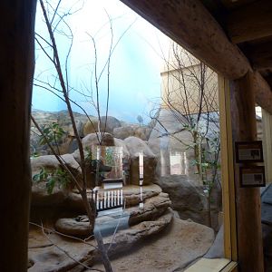 Yellow-spotted rock hyrax and Pancake tortoise exhibit -Zoo Plzeň (2025)