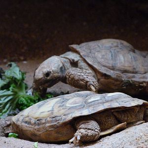 Pancake tortoises -Zoo Plzeň (2025)