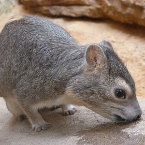 Yellow-spotted rock hyrax -Zoo Plzeň (2025)
