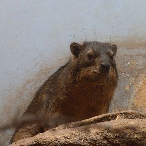 Cape hyrax -Zoo Plzeň (2025)