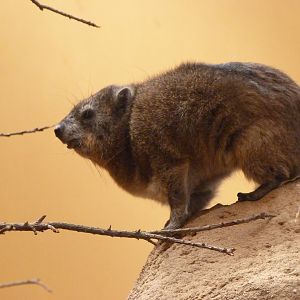 Cape hyrax -Zoo Plzeň (2025)