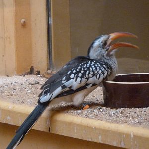 Red-billed hornbill -Zoo Plzeň (2025)