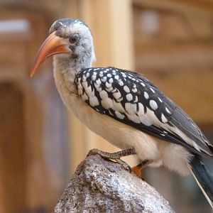 Red-billed hornbill -Zoo Plzeň (2025)