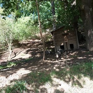 Collared peccary exhibit -Zoo Plzeň (2025)