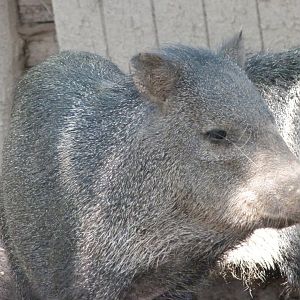 Collared peccary -Zoo Plzeň (2025)