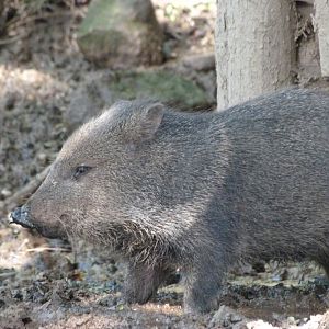 Collared peccary -Zoo Plzeň (2025)