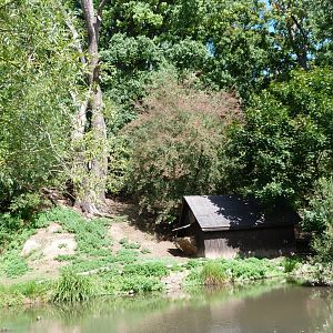 Southern vicuña, Darwin's rhea, Capybara and Chinese muntjac exhibit -Zoo Plzeň (2025)