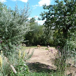 Southern vicuña, Darwin's rhea, Capybara and Chinese muntjac exhibit -Zoo Plzeň (2025)