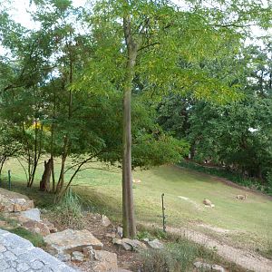 Southern vicuña, Darwin's rhea, Capybara and Chinese muntjac exhibit -Zoo Plzeň (2025)