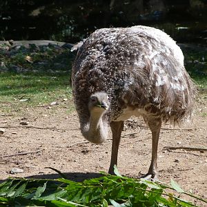 Darwin's rhea -Zoo Plzeň (2025)
