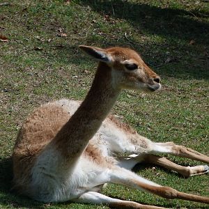 Southern vicuña -Zoo Plzeň (2025)