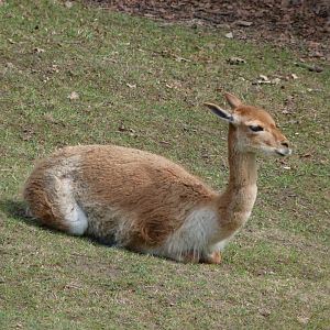 Southern vicuña -Zoo Plzeň (2025)