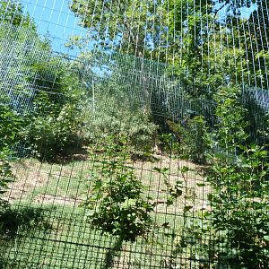 Bobcat exhibit -Zoo Plzeň (2025)