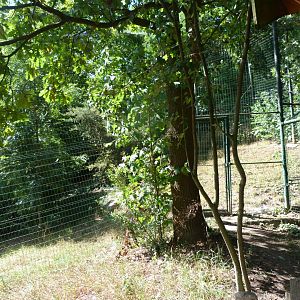 Canadian lynx exhibit -Zoo Plzeň (2025)