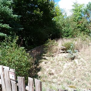 Striped skunk exhibit -Zoo Plzeň (2025)