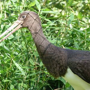 Black stork -Zoo Plzeň (2025)