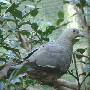 Pink-necked green pigeon -Zoo Plzeň (2025)