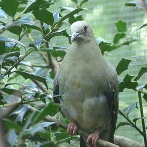 Pink-necked green pigeon -Zoo Plzeň (2025)