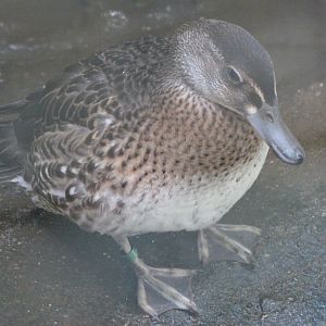 Baer's pochard -Zoo Plzeň (2025)