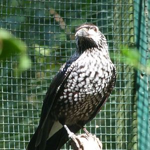 Slender-billed spotted nutcracker -Zoo Plzeň (2025)