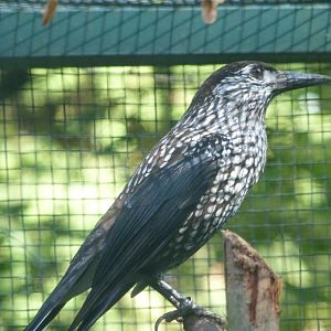 Slender-billed spotted nutcracker -Zoo Plzeň (2025)