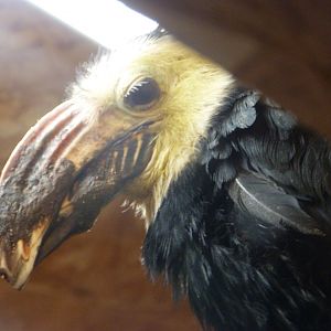 Southern Sulawesi hornbill -Zoo Plzeň (2025)