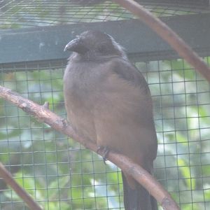 Sumatran treepie -Zoo Plzeň (2025)