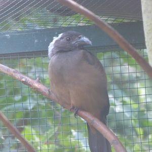 Sumatran treepie -Zoo Plzeň (2025)